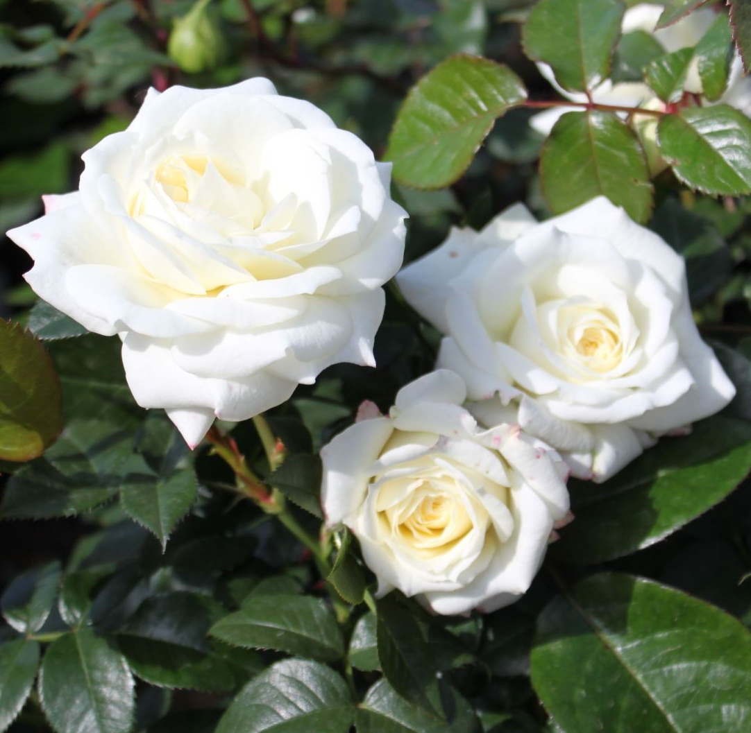 Алабастер роза фото и описание